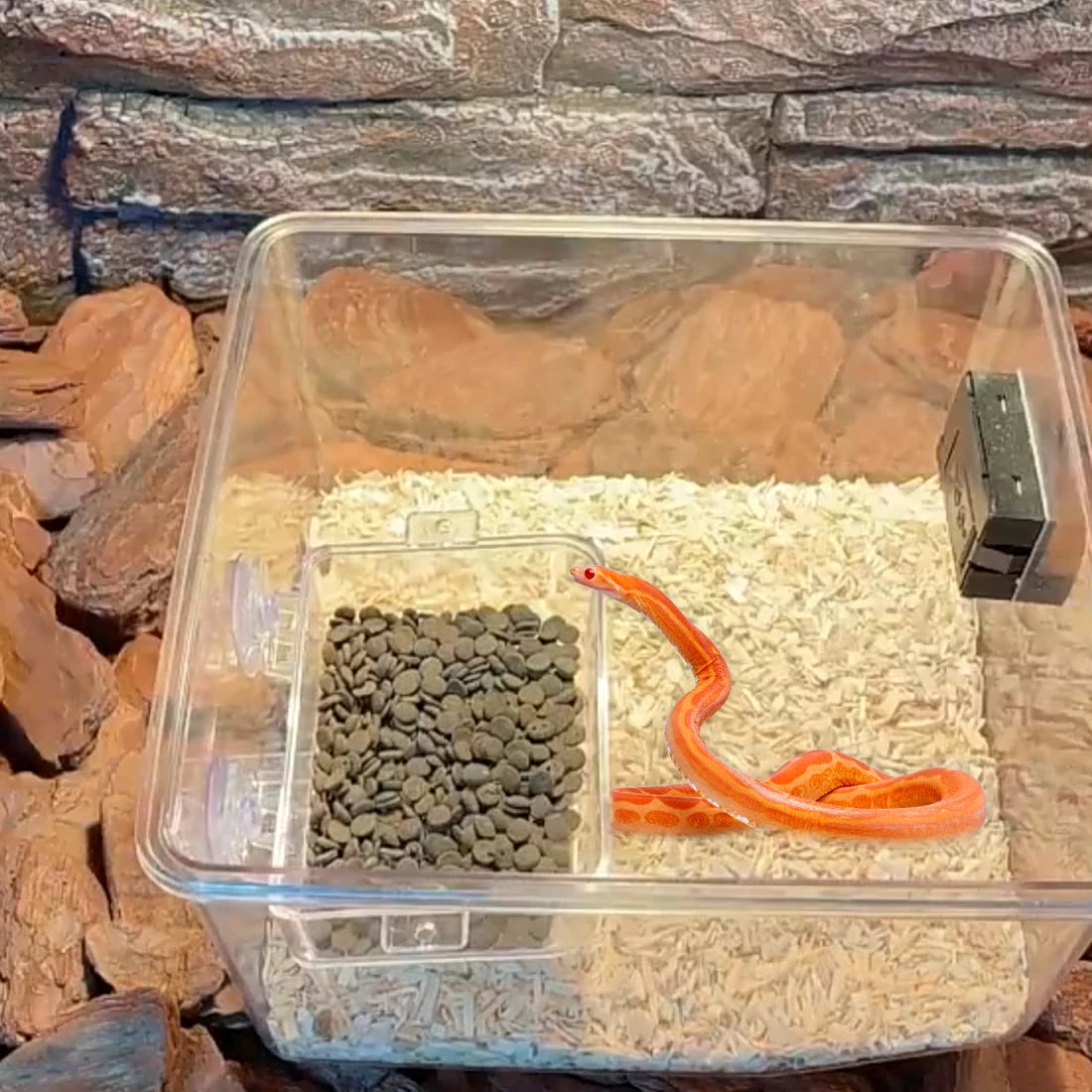 1/2PCS Reptile Feeder Bowl with Suction Cup Anti-Escape Food Dish for Chameleon Iguana Lizard Snakes Reptile Food Water Feeding