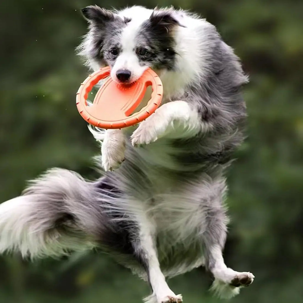 Flying Disc Dog Training Toy Outdoor Interactive Game Playing Floating Water Toy