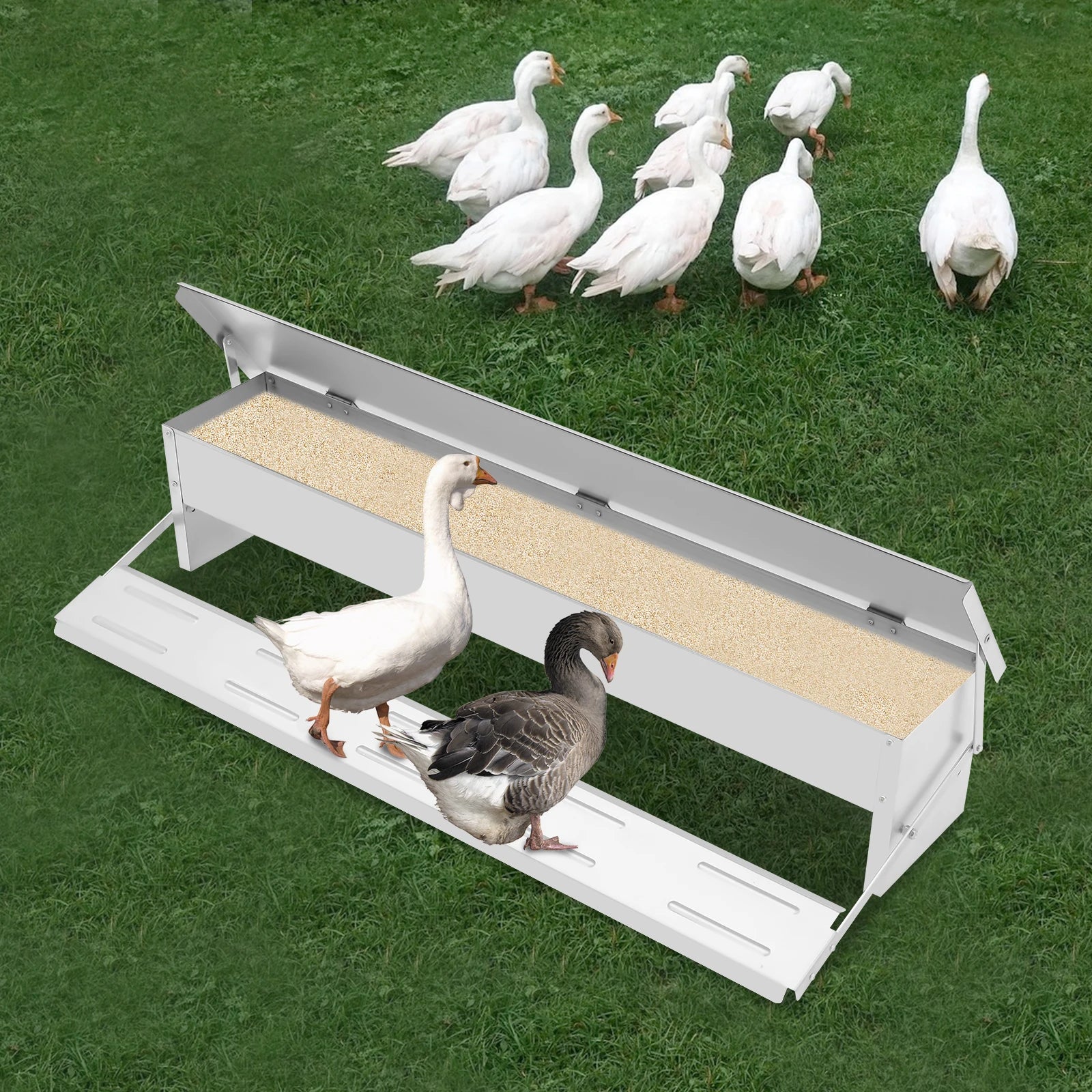 Automatic Chicken Feeder 22 lbs. Galvanized Steel, Anti-Rodent Poultry Feeder with Pedal