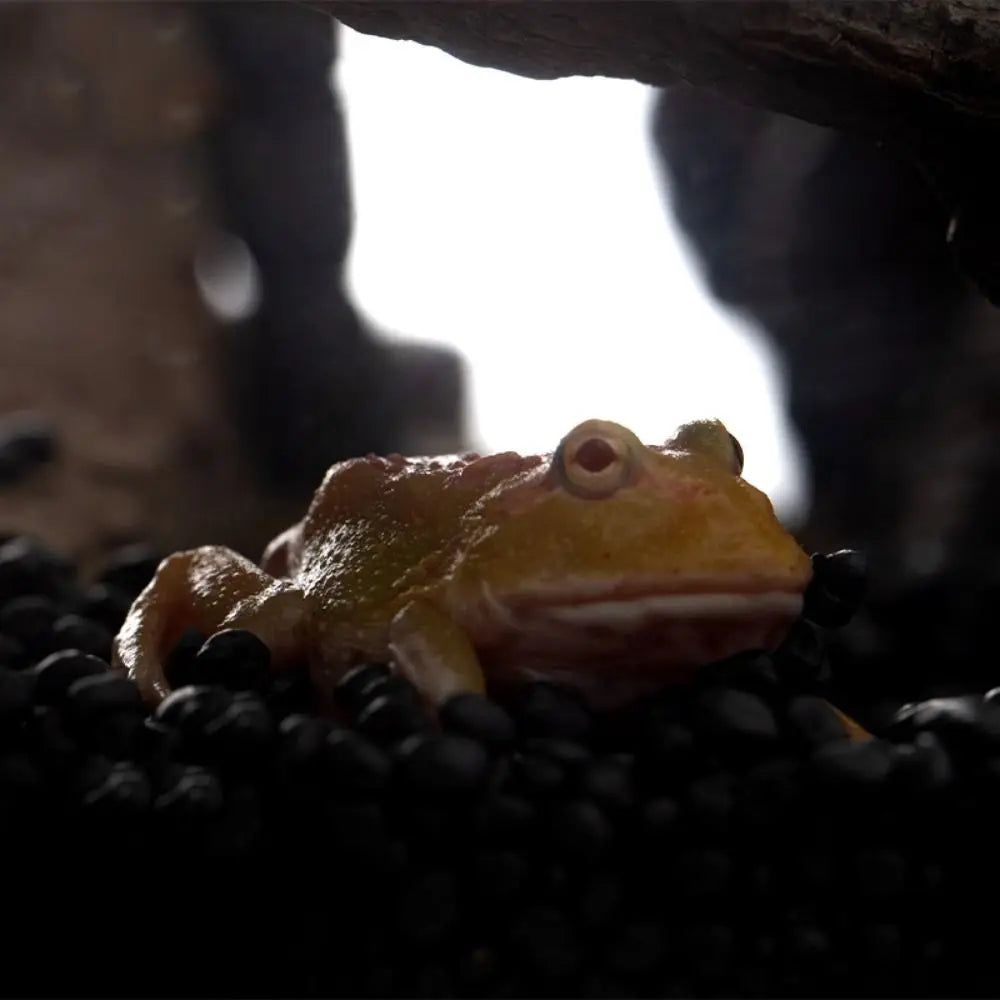 Resin Reptile Hide Cave Realistic Artificial Turtle Shelter Creative Multifunctional Pet Hide Rest Cave