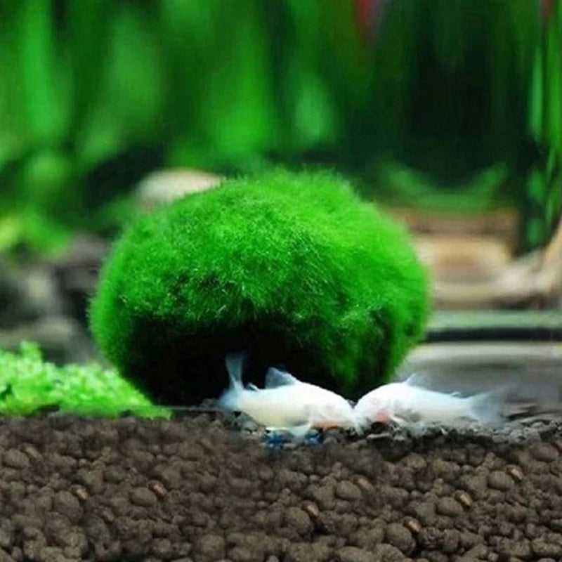 3-4cm Marimo Moss Balls Tank Ornament Simulation Green Algae Balls Artificial Plant