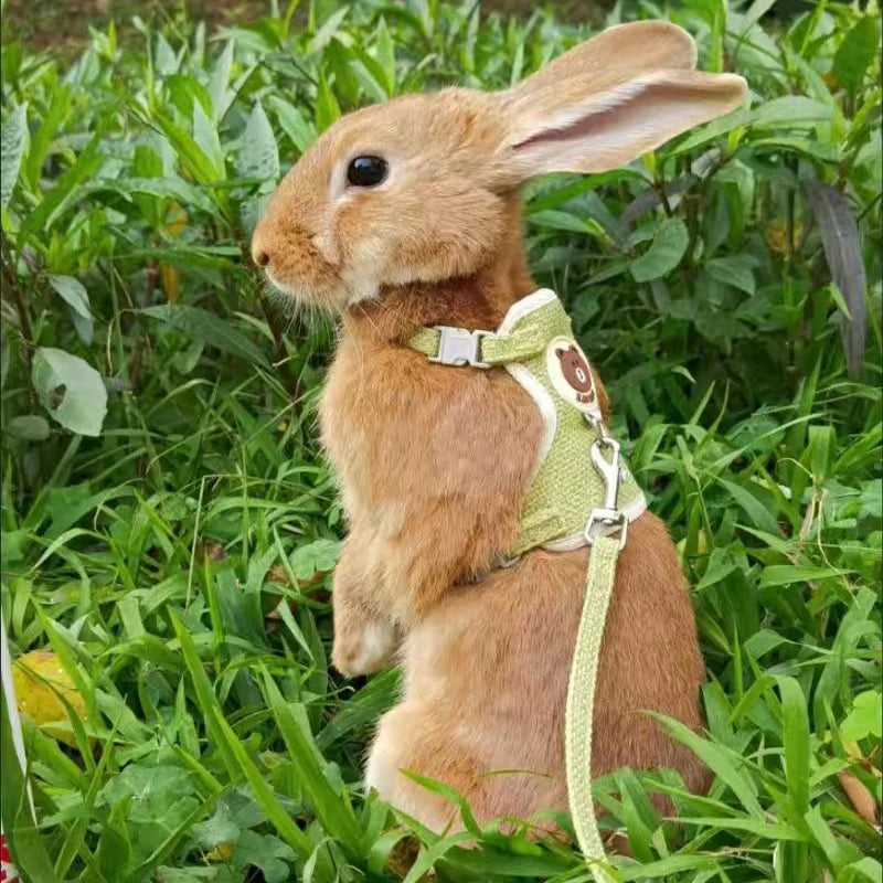 Cute Rabbit Harness and Leash Set for Outdoor Walking