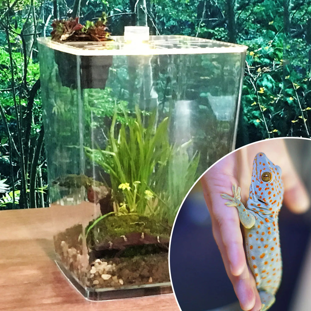 Micro Habitat Terrarium Lightweight, Tabletop Mount, Top Feeding/Vent Holes, Fits Reptiles/Small Insects
