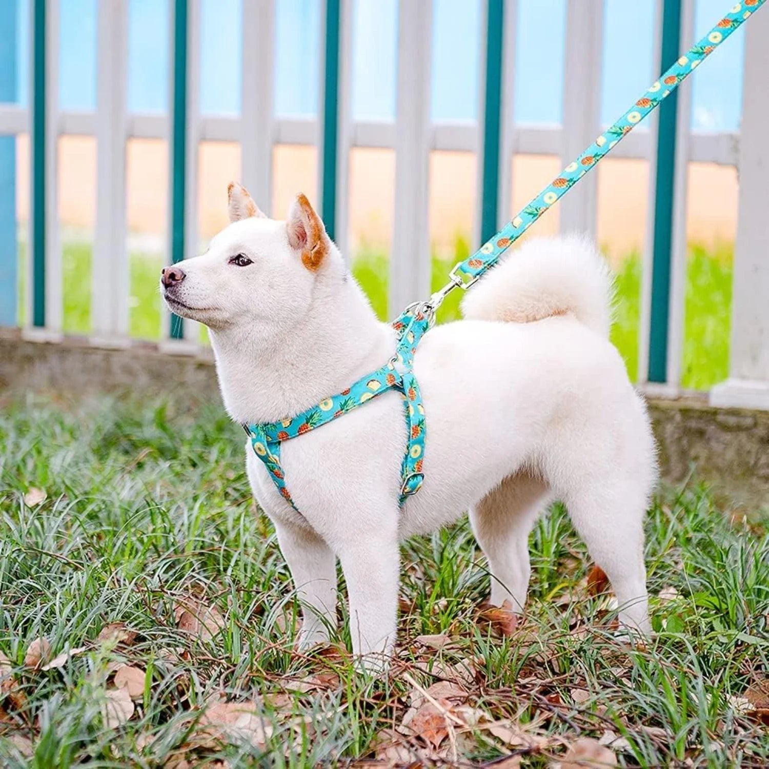 Medium Adjustable Heavy Duty No Pull Vest Harness and Leash Set