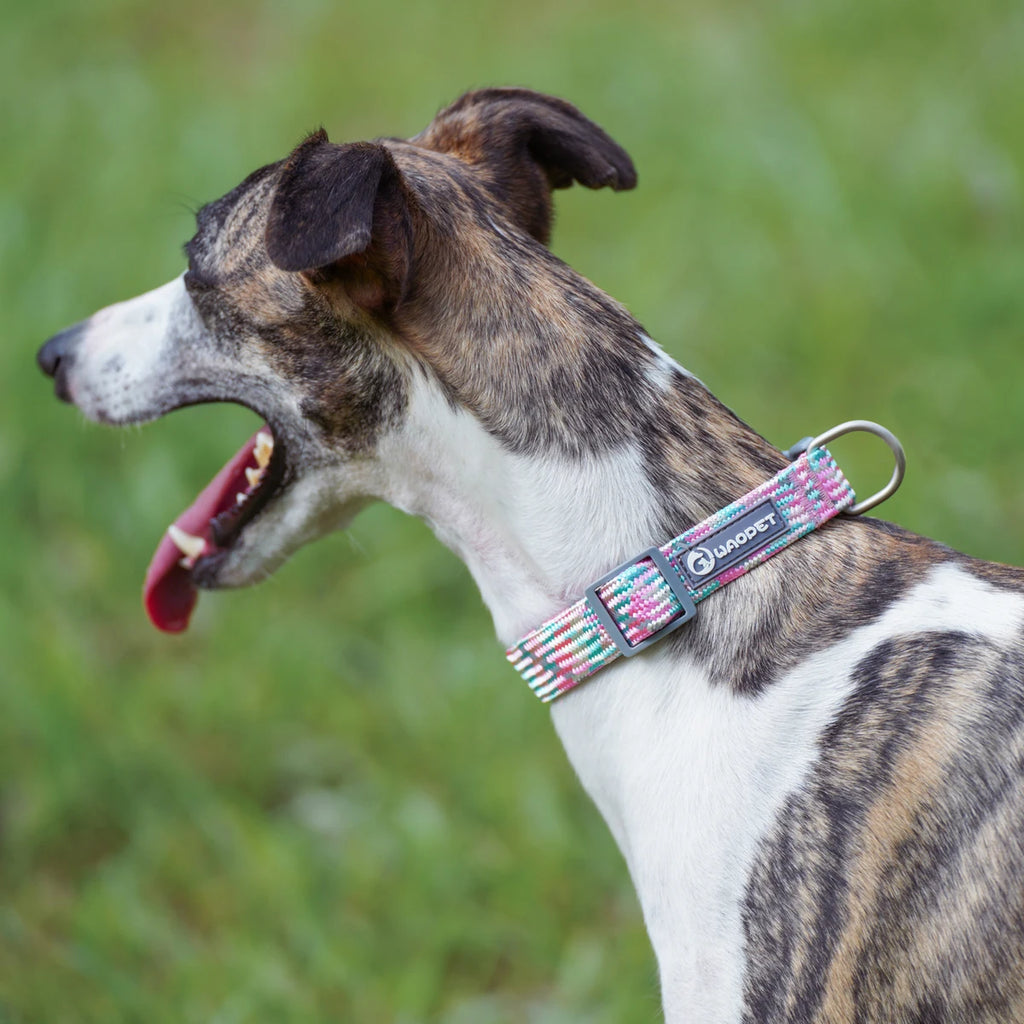 Leashes And Collar Set For Small Medium Large Dogs