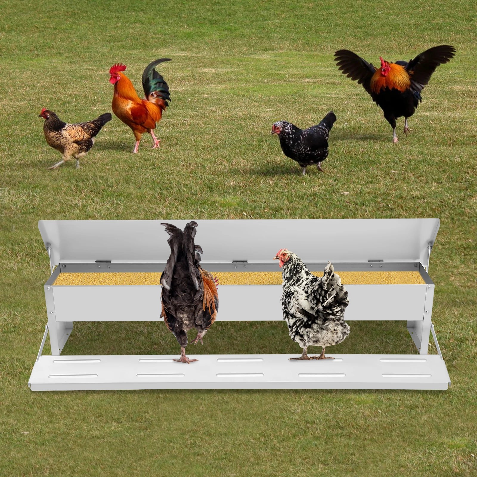 Automatic Chicken Feeder 22 lbs. Galvanized Steel, Anti-Rodent Poultry Feeder with Pedal