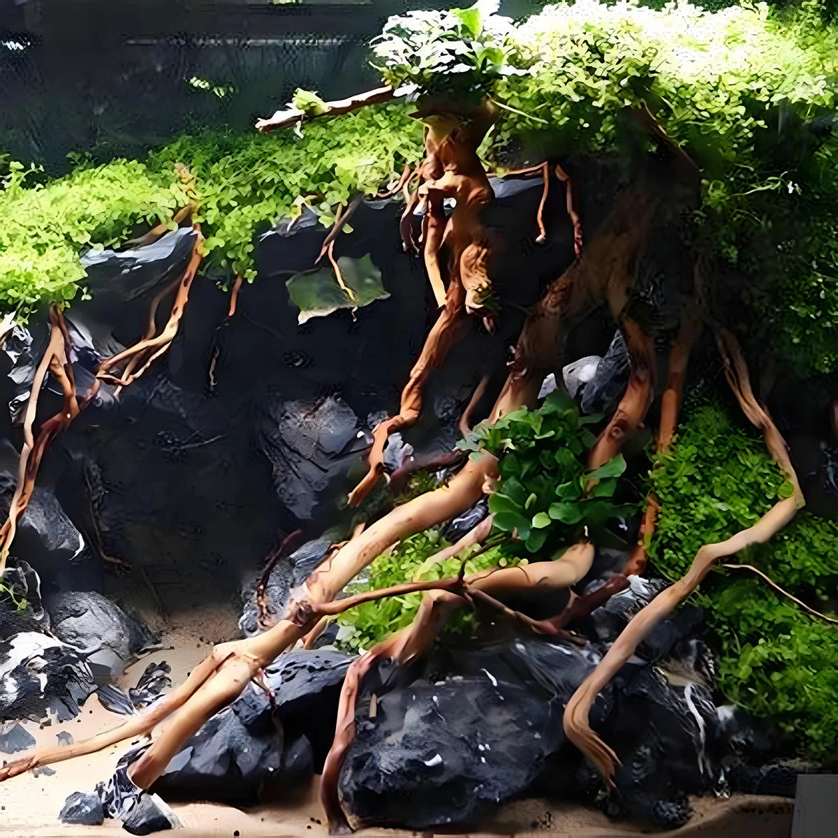 27CM Aquarium Decor Micro Landscape Natural Driftwood Root Trunk Tree Fish and Reptile Tank